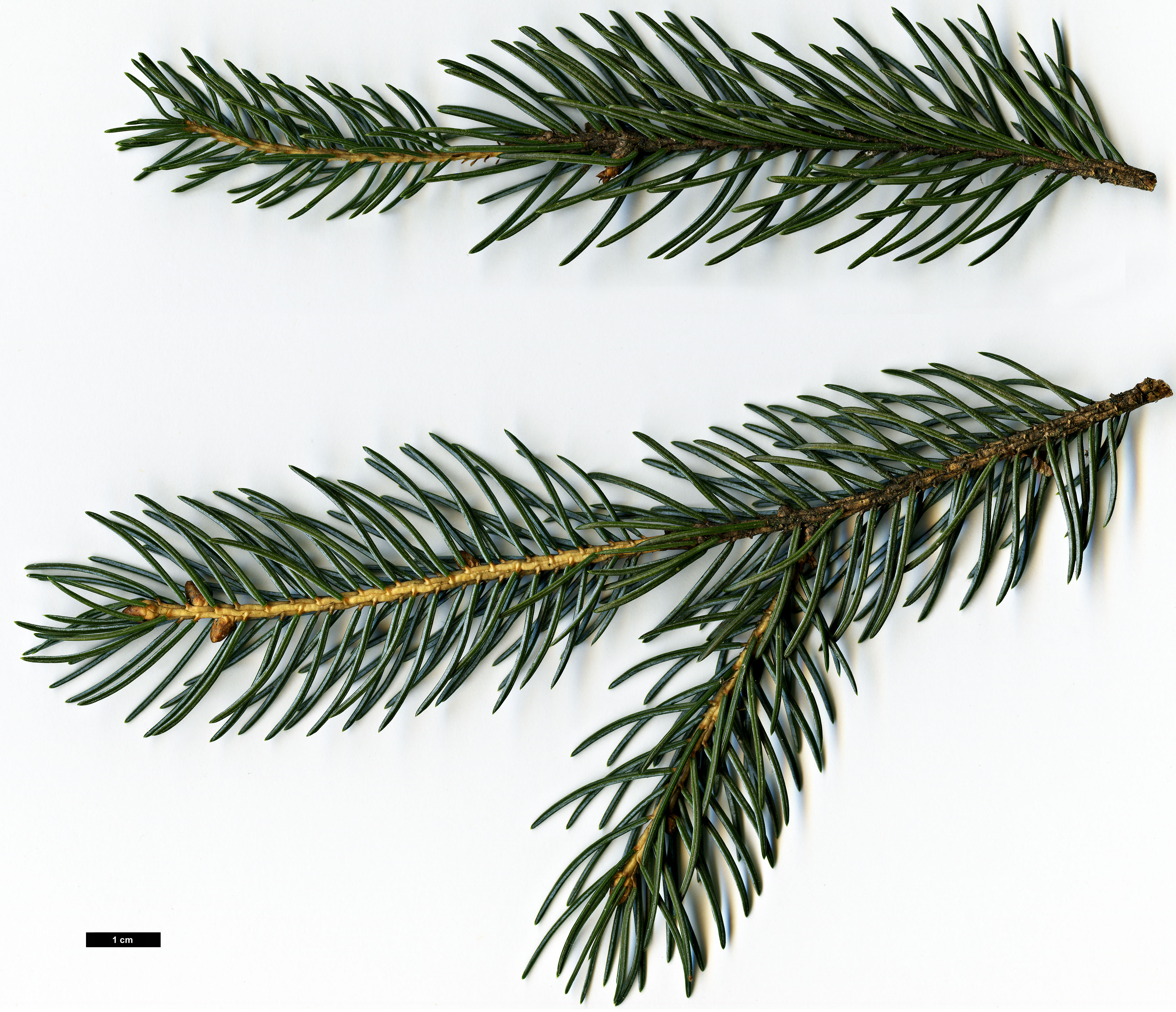 High resolution image: Family: Pinaceae - Genus: Picea - Taxon: alcoquiana - SpeciesSub: var. reflexa High resolution image: Family: Pinaceae - Genus: Picea - Taxon: alcoquiana - SpeciesSub: var. reflexa
